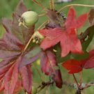 25 Guardsman Crabapple Seeds for Garden Planting
