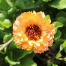 25 Orange Surprise Marigold Seeds for Garden Planting