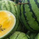 50 Yellow Baby Doll Watermelon Seeds for Planting