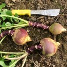 500 Joan Rutabaga Seeds for Garden Planting