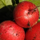 500 Saxa 2 Radish Seeds for Garden Planting