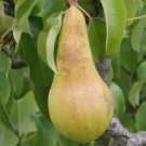 25 Concorde Pear Seeds for Garden Planting