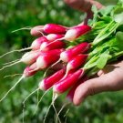 500 De 18 Jours Radish Seeds for Garden Planting