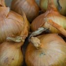500 Sturon Onion Seeds for Garden Planting