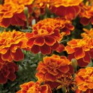 25 Safari Scarlet Marigold Seeds for Garden Planting