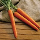 1000 Olympus Carrot Seeds for Garden Planting