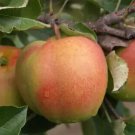 25 Shizuka Apple Seeds for Garden Planting