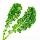 500 Dwarf Siberian Cabbage Seeds for Garden Planting