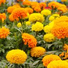 25 Crackerjack Marigold Seeds for Garden Planting