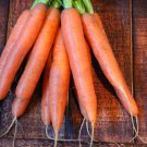 1000 Nantes Carrot Seeds for Garden Planting