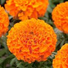 25 Hawaii Marigold Seeds for Garden Planting