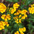 25 Mexican Tarragon (Mint) Marigold Seeds for Garden