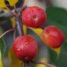 25 Rudolph (Rudolf) Crabapple Seeds for Garden Planting