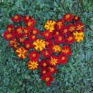 25 Ildkongen Marigold Seeds for Garden Planting