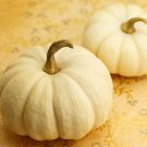 25 Baby Boo Pumpkin Seeds for Garden Planting
