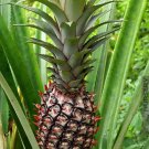 15 Smooth Cayenne Pineapple Seeds for Garden Planting
