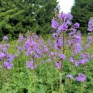 200 Blue Sow Thistle Seeds for Garden Planting