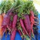 1000 Atomic Red Carrot Seeds for Garden Planting