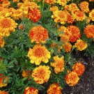 25 Bolero Marigold Seeds for Garden Planting