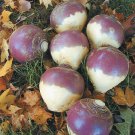500 York Rutabaga Seeds for Garden Planting