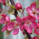 25 Indian Magic Crabapple Seeds for Garden Planting