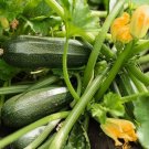 25 Green Bush Zucchini Squash Seeds for Garden Planting