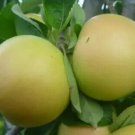 25 Pristine Apple Seeds for Garden Planting