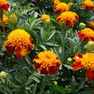 25 Tiger Eyes Marigold Seeds for Garden Planting