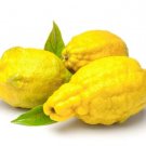 5 Citron Lemon Seeds for Garden Planting