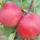 25 Stayman Apple Seeds for Garden Planting