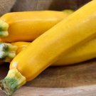 25 Easy Pick Gold II Zucchini Squash Seeds for Planting