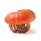 25 Turks Turban Squash Seeds for Garden Planting