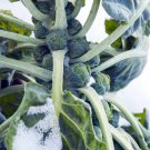 500 Hestia Brussels Sprouts Seeds for Garden Planting