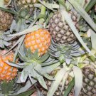 15 Cayena Lisa Pineapple Seeds for Garden Planting
