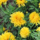 25 Phyllis Marigold Seeds for Garden Planting