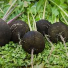 500 Round Black Spanish Radish Seeds for Garden Planting