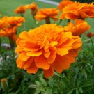 25 Tangerine Marigold Seeds for Garden Planting