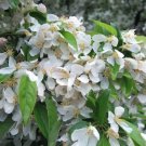 25 Cinderella Crabapple Seeds for Garden Planting