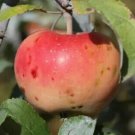 25 Pink Pearl Apple Seeds for Garden Planting