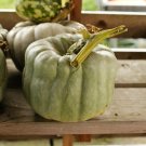 25 Queensland Blue Pumpkin Seeds for Garden Planting