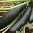 25 Black Beauty Zucchini Squash Seeds for Planting