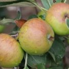 25 Stoke Red Apple Seeds for Garden Planting