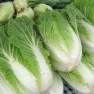 500 Bilko Cabbage Seeds for Garden Planting