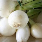 500 Crystal White Wax Onion Seeds for Garden Planting