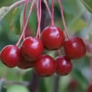 25 Siberian Crab Crabapple Seeds for Garden Planting