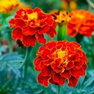 25 Red Cherry Marigold Seeds for Garden Planting
