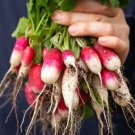 500 French Breakfast Radish Seeds for Garden Planting