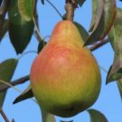 25 Ananas de Courtrai Pear Seeds for Garden Planting