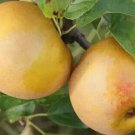 25 Egremont Russet Apple Seeds for Garden Planting