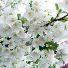25 Snowdrift Crabapple Seeds for Garden Planting